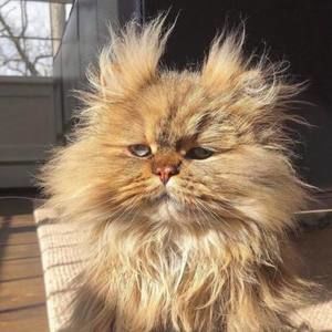 Meet your Posher, Tim